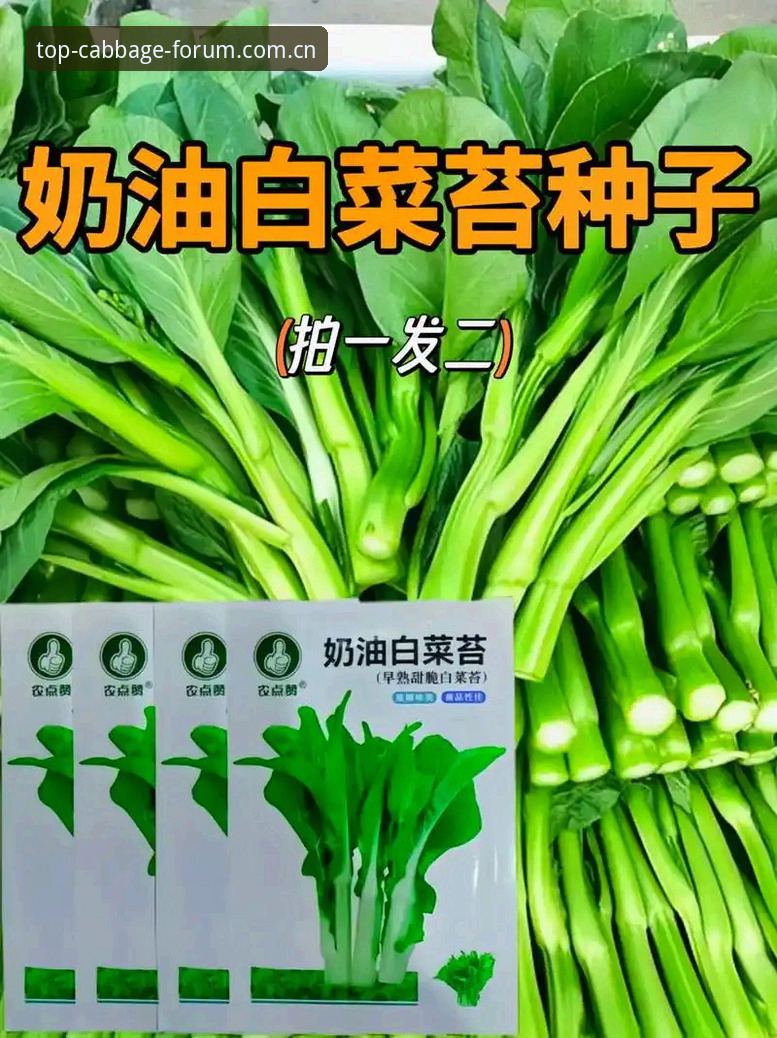 冠军白菜网手机版 7个关键步骤掌握冠军白菜网手机版入口与菠菜平台会员登录全攻略